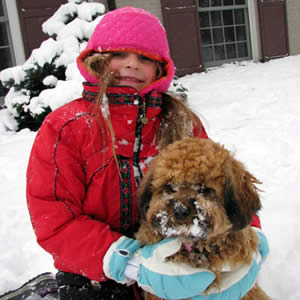 Alex Rosie Snowy Cockapoo Pup