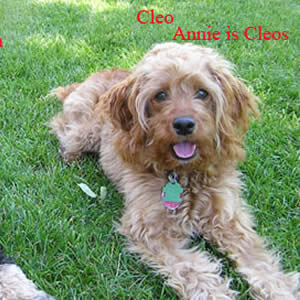 Cleo Cockapoo Puppy