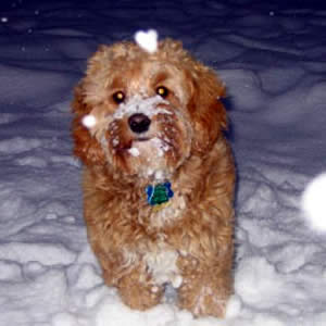 Cockapoo - Maggies First Snow