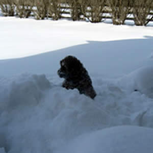 Puppy Cockapoo in the Snow