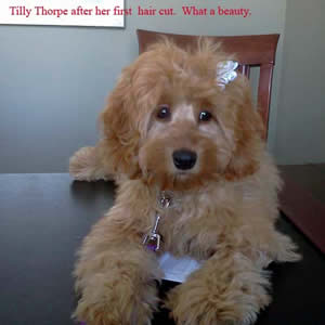 Tilly the Cockapoo